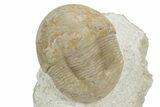 Illaenid Trilobite (Wossekia brevispina) Fossil - Rare Species #237027-1